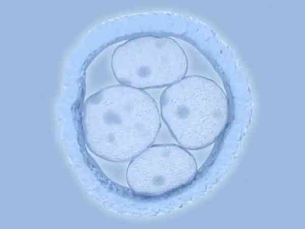 融合胚胎和8细胞哪个好？