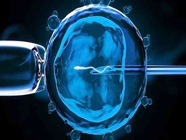 移植一个三级七细胞胚胎成功率高吗？
