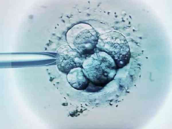 二级和三级的鲜胚移植成功率有多少？