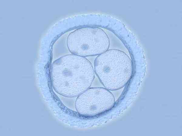 嵌合体囊胚出生的孩子发育健康吗?