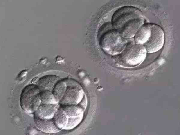 试管胚胎发育潜能差的原因是什么？