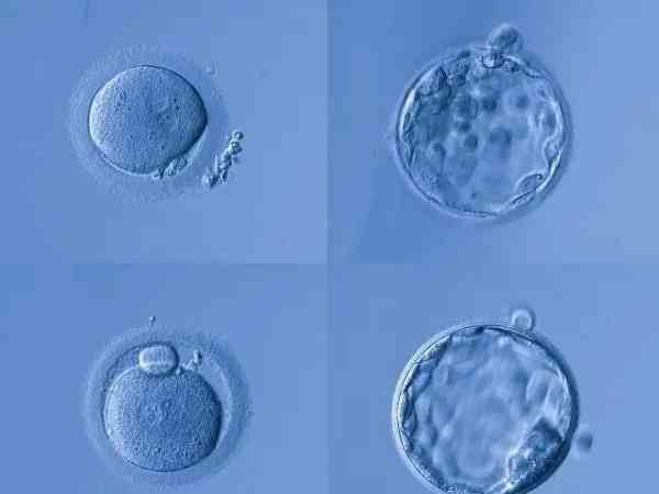 9个卵子能够培养出多少个胚胎？
