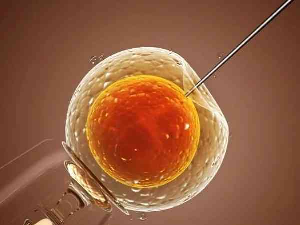 鲜胚为什么不建议养成囊胚进行移植