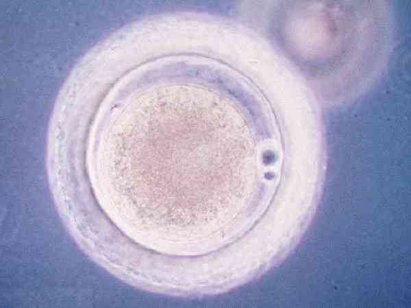 3bc囊胚相当于什么等级的胚胎？