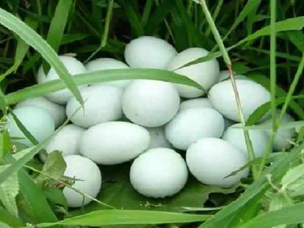 备孕期间乌鸡蛋为何不能多吃？