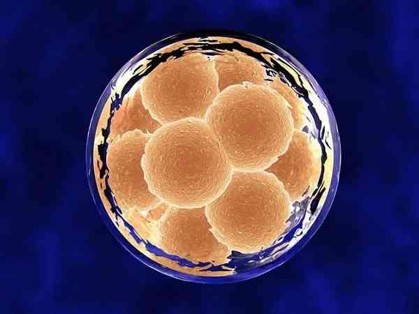 胚胎质量不好养囊成功是为什么？