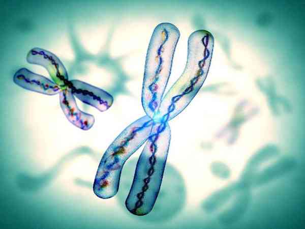 染色体平行易位做试管养囊难还是筛查胚胎难？