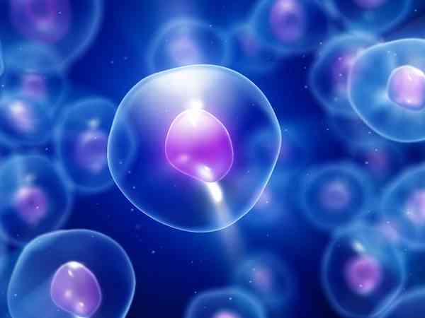 桑葚胚胎和一级鲜胚哪个质量更好？