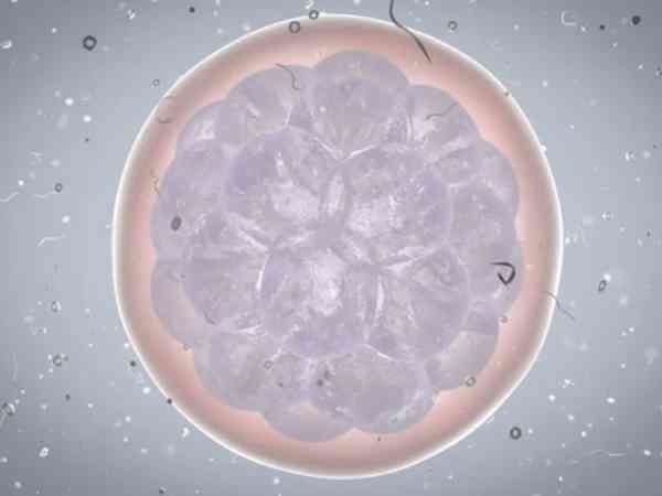 移植冻融胚胎就是移植冻胚的意思吗？