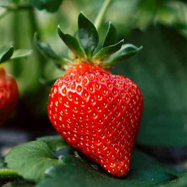 怀孕梦见草莓