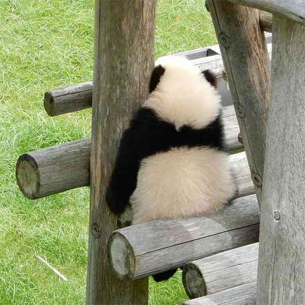 怀孕梦见熊猫