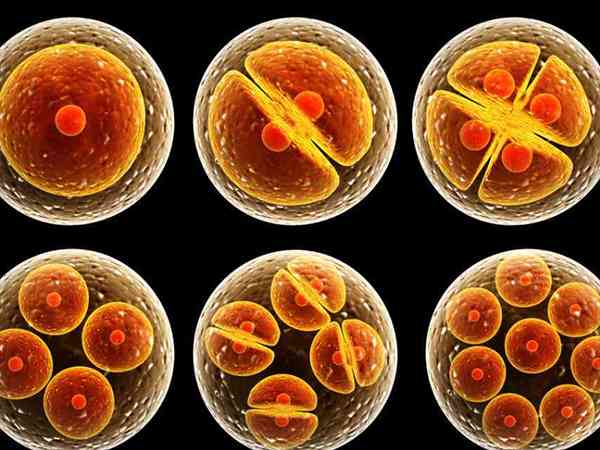 养成囊胚的都是好胚胎吗？