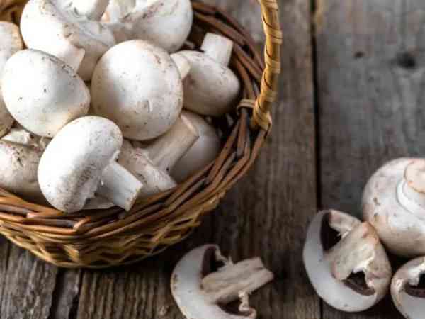 促排期间能不能吃蘑菇
