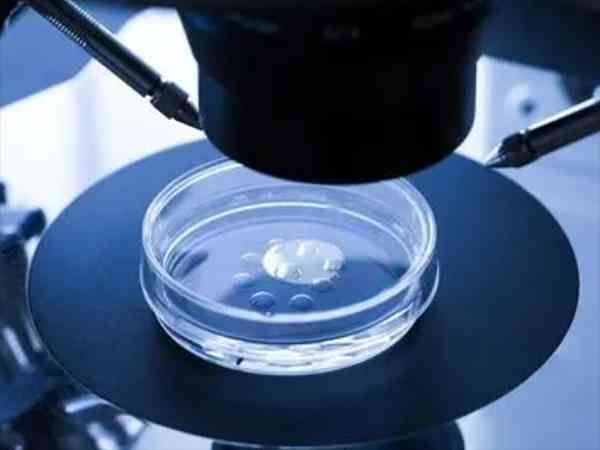 两个4cc囊胚一起移植的成功率有多少？