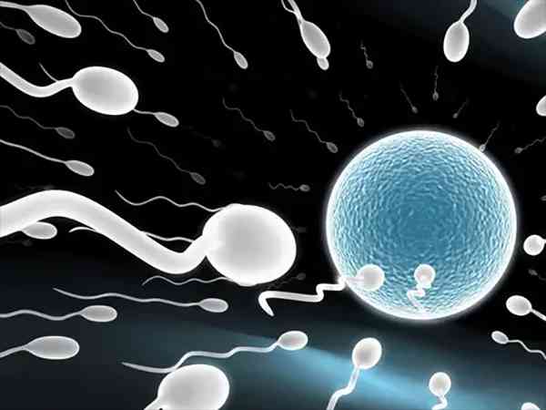 试管卵子和精子会弄错吗？