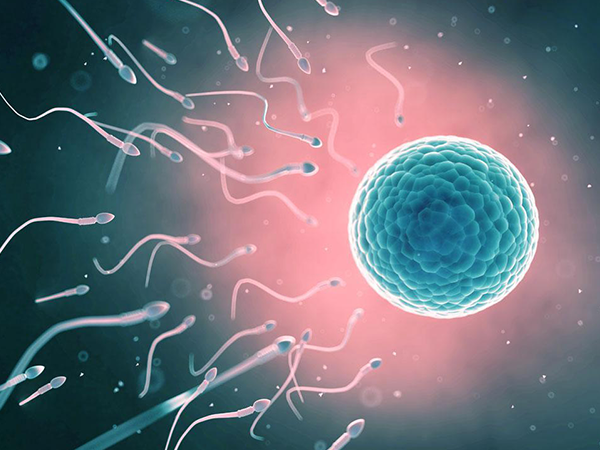 男性备孕精子要攒几天受孕的成功率才会更高？