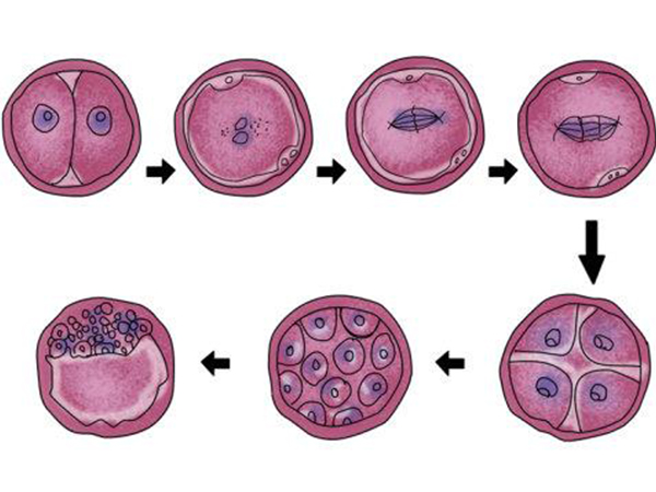 受精卵发育成囊胚
