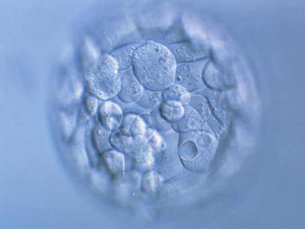 囊胚检测一般需要一周时间