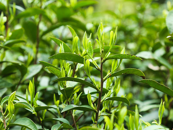 吃完树菠萝不能喝茶