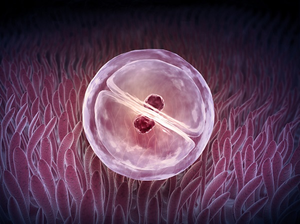 胚胎着床需先溶解透明带