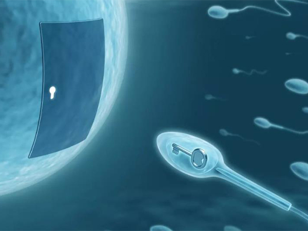 通过精子洗涤可以分离健康的精子