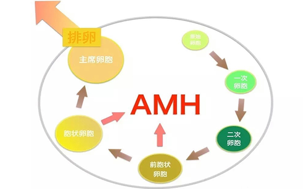 AMH代表女性卵子存量