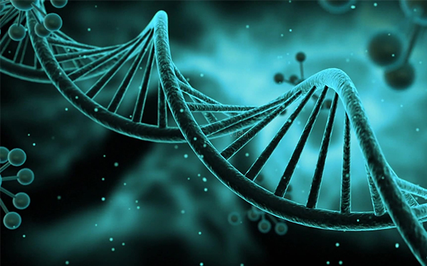 1号染色体包含了人类细胞中百分之八的DNA