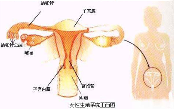 正常女性生殖系统