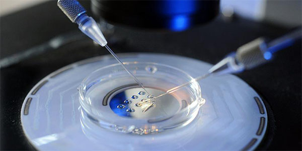 将胚胎在实验室中进行培养