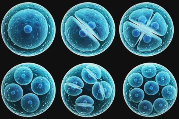 胚胎评分6、7、8分代表胚胎中的细胞数目