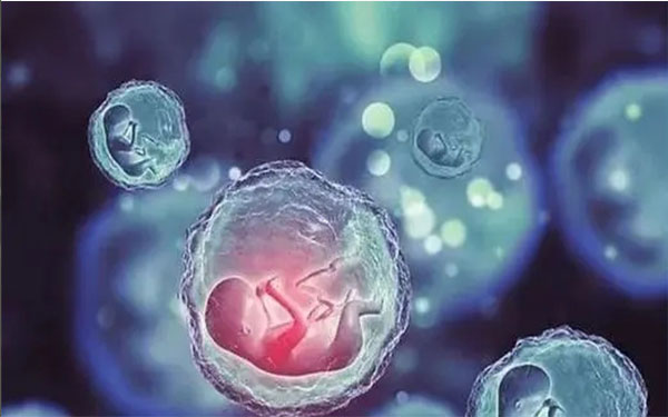 建议移植鲜胚主要是由于鲜胚的活性比较强