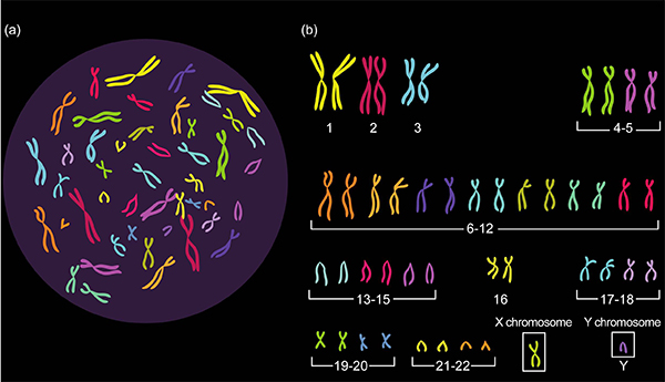 人体染色体图谱