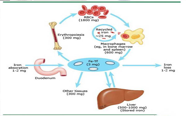铁蛋白与转铁蛋白的临床意义
