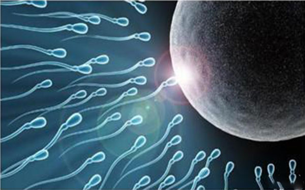 精子的好坏会影响到囊胚的质量