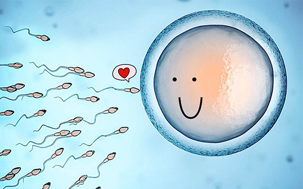 在受精时就已决定胚胎性别