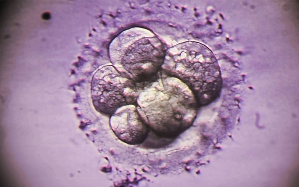 3bb属于较优质囊胚