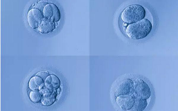 5细胞胚胎也能发育成健康宝宝