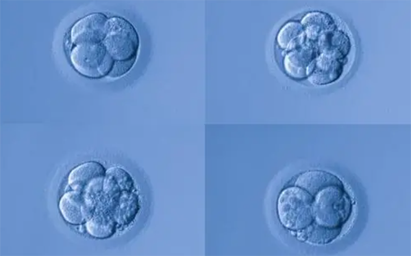 胚胎级别分为四个等级