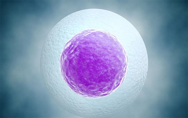 4BC的囊胚质量不是特别优质