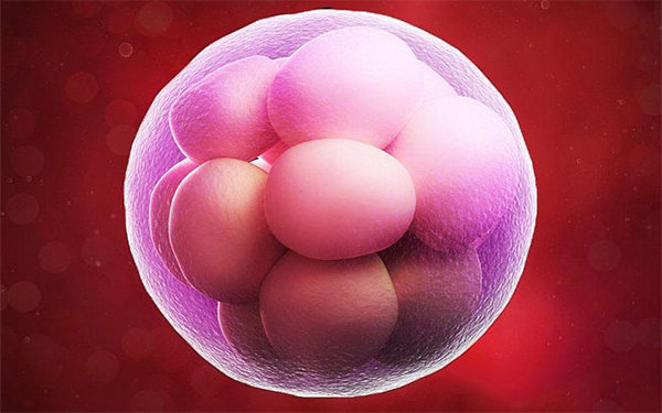 鲜胚移植后一般会在6-7天左右开始着床