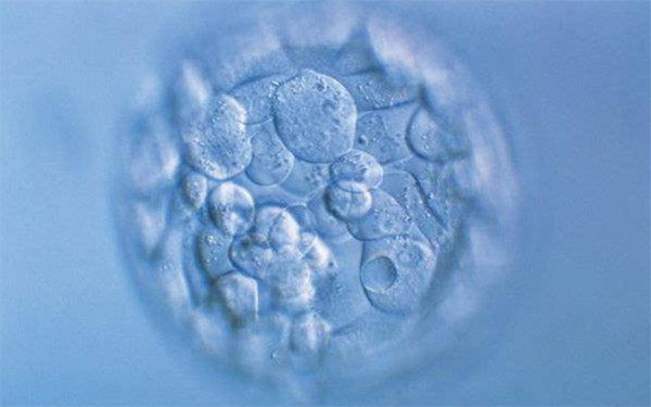 囊胚3BB属于中等囊胚