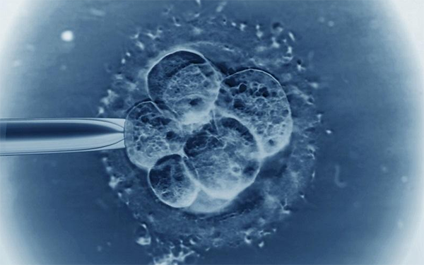 4cb的囊胚级别属于质量一般的胚胎