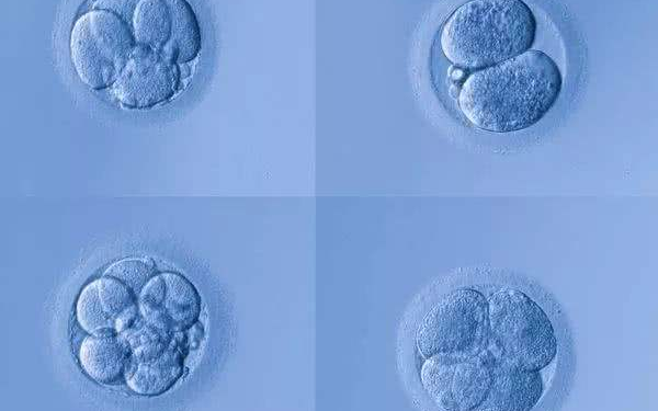 3开头的囊胚是养囊级别最高的的吗？