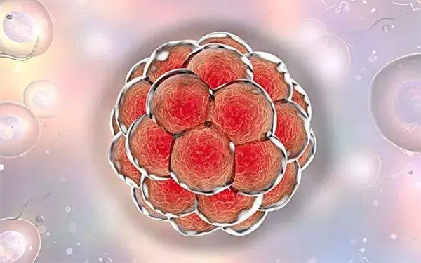 C级胚胎也有移植成功的可能性