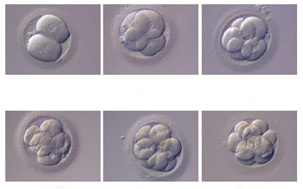 七细胞的一级胚胎很难得吗，移植成功率有多少？