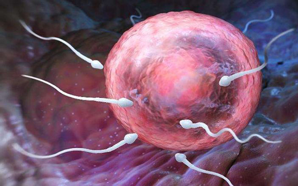 精子五项检查主要看精子活力