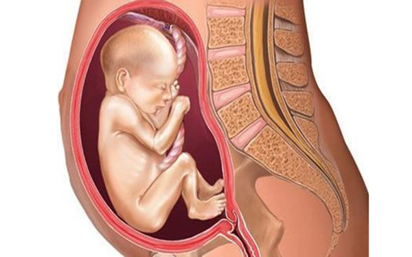 胎儿臀位不代表宝宝的智商会更高