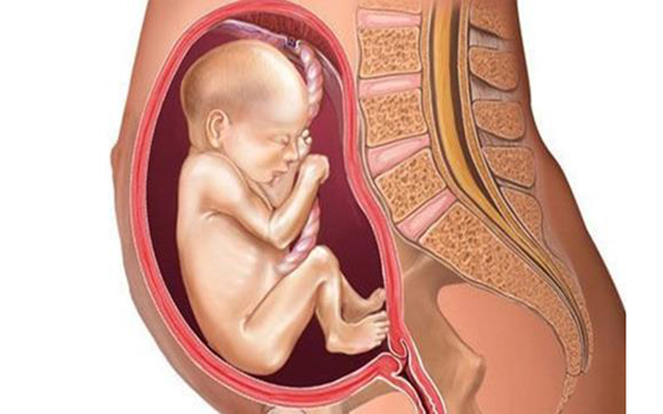 胎儿臀位等到发动在选择剖腹产是来不及的