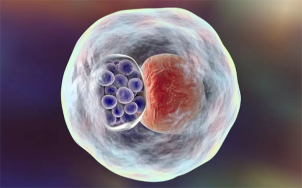 胚胎6-7天内未着床则会随着阴道分泌物流掉