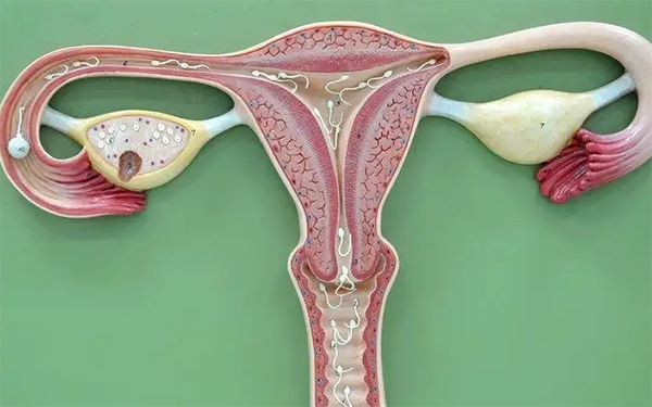 子宫内膜基底层受损严重会导致子宫内膜不再生长